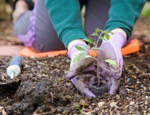 How To Choose The Right Gardening Gloves
