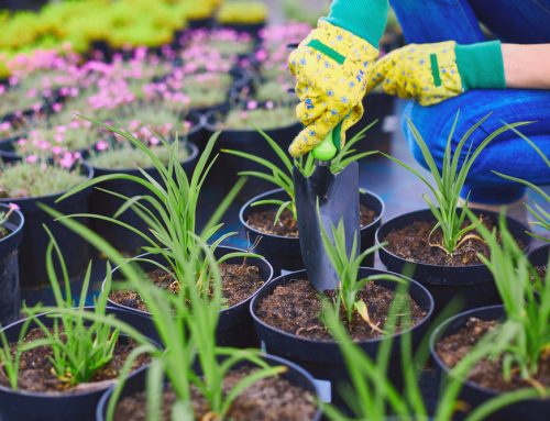 Which Gardening Gloves Work Best For You?